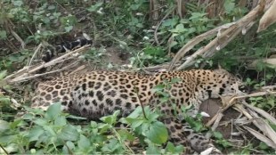 leopard found died