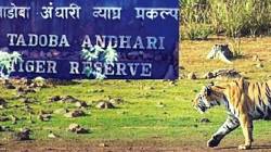 Tadoba Safari : ताडोबाला जाताय…! मग सफारीच्या या बदललेल्या वेळा एकदा बघाच
