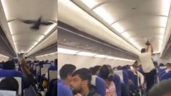 VIDEO : “इंडिगो विमानांना होणारा विलंब कबुतरालाही असह्य”; टेकऑफ आधी विमानात अडकलं कबूतर, नेटकऱ्यांच्या भन्नाट प्रतिक्रिया