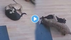 जीवन-मरणाचा खेळ! बेसावध कुत्र्यावर बिबट्याने केला हल्ला करण्याचा प्रयत्न, पण पुढच्या क्षणी असं काही घडलं… पाहा VIDEO