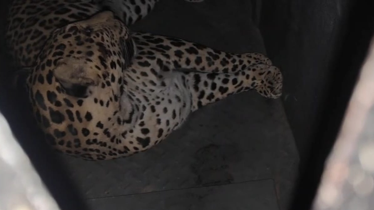 Joint Operation Rescue Airport Leopard Mission Air Force Forest Department Pune