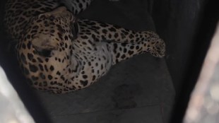 Joint Operation Rescue Airport Leopard Mission Air Force Forest Department Pune