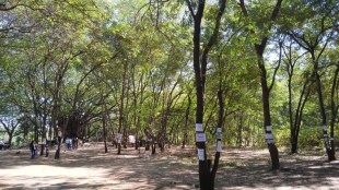 nashik kumbh mela tapovan tree cutting green tribunal stay committee inspection