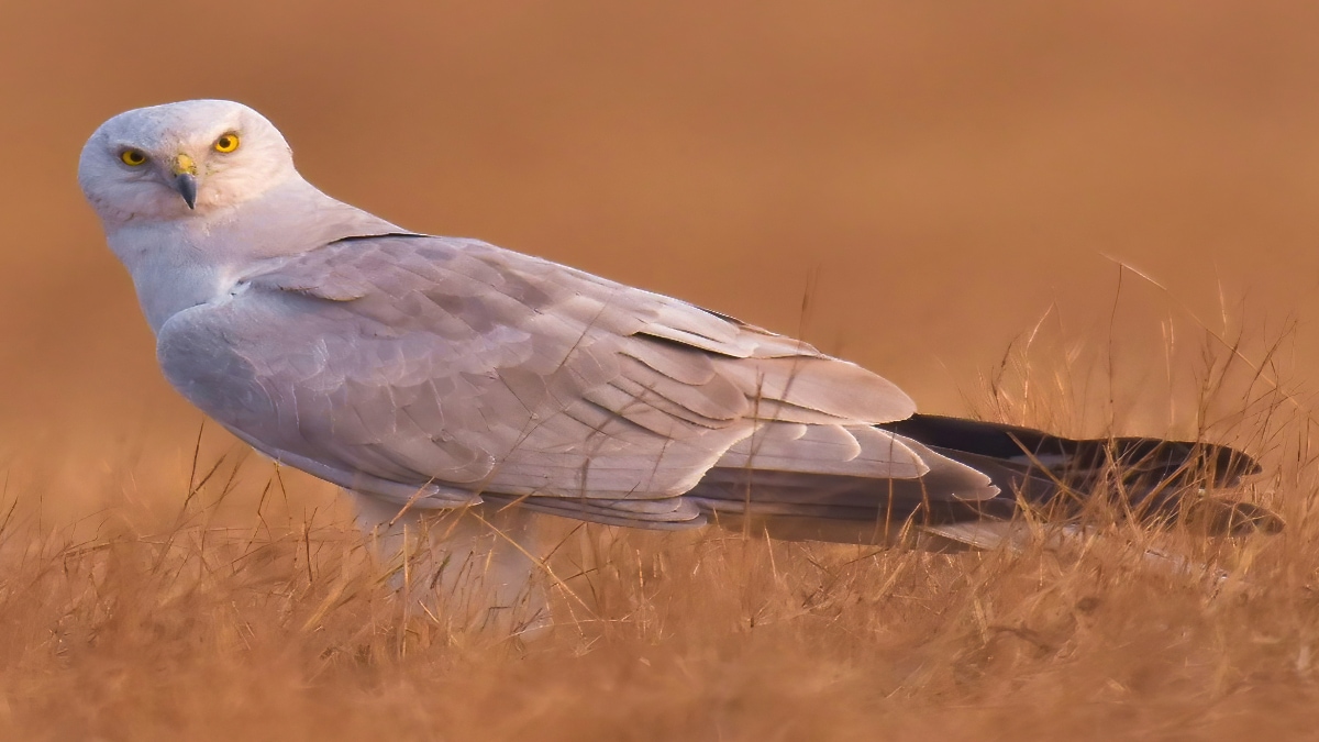 Shabal Sasana Rare Pallid Harrier Migratory birds Kadbanwadi Bhigwan Indapur Ujani dam grassland Flamingo pune