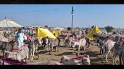 Donkey Fair : भरला आहे गाढवांचा बाजार… किंमत किती एकाची?