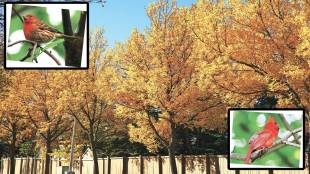 Edmonton fall season, autumn colors Canada, Edmonton nature walk, Edmonton wildlife, fall foliage Edmonton, seasonal changes nature, Canadian autumn experience, Edmonton pine forests, fall hiking Edmonton,