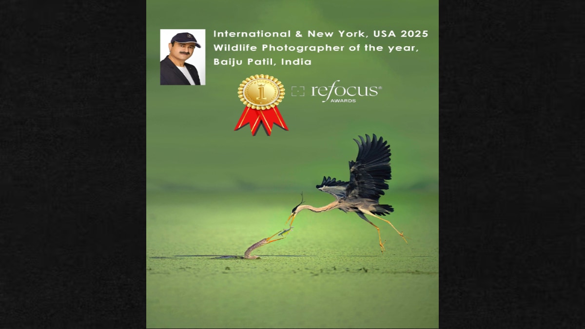 Baiju Patil Indian Wildlife Photographer Wins American Refocus World Photography Award Snake Bird Grey Heron