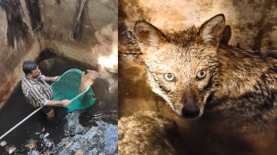 Rare golden jackal wildlife rescued from water tank in Shilphata Thane forest department