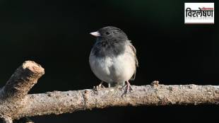 junco beak size change, COVID lockdown wildlife impact, California juncos evolution, bird adaptation pandemic, human influence on birds, wildlife behavioral change COVID, urban bird evolution, juncos food habits change, pandemic impact on wildlife,