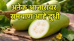 त्वचेपासून किडनीपर्यंत… अनेक आजारांवर लाभदायी आहे दुधी भोपळ्याचे सेवन
