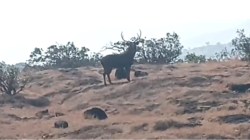 कास परिसरात आढळले सांबर! दुर्मीळ प्रजातीच्या अस्तित्वाने समृद्ध निसर्गसंपदेची खूण…
