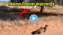 बिबट्या निघाला मास्टरमाईंड; केवळ ८ सेकंदातच संपवला हरणाचा खेळ, थक्क करणारा Viral Video एकदा पाहाच