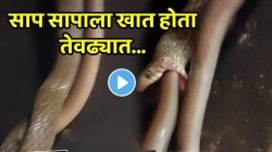 “कारण निसर्ग निष्ठूर आहे” साप सापाला खात होता तेवढ्यात…; VIDEO पाहून तुमचाही डोळ्यांवर विश्वास बसणार नाही