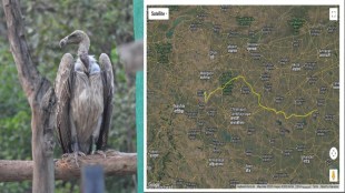 vulture j132 long distance gps tagged pench tiger reserve to anjaneri hills nashik maharashtra forest reintroduction program