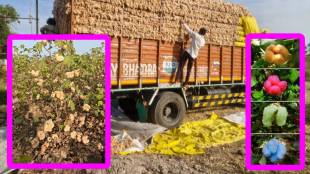 Chhatrapati Sambhajinagar Jalna farmers, cotton prices comparison, golden cotton farming, eco-friendly cotton cultivation, Telangana colored cotton, cotton yield per acre, sustainable cotton farming, cotton farming innovation, cotton market in Maharashtra,