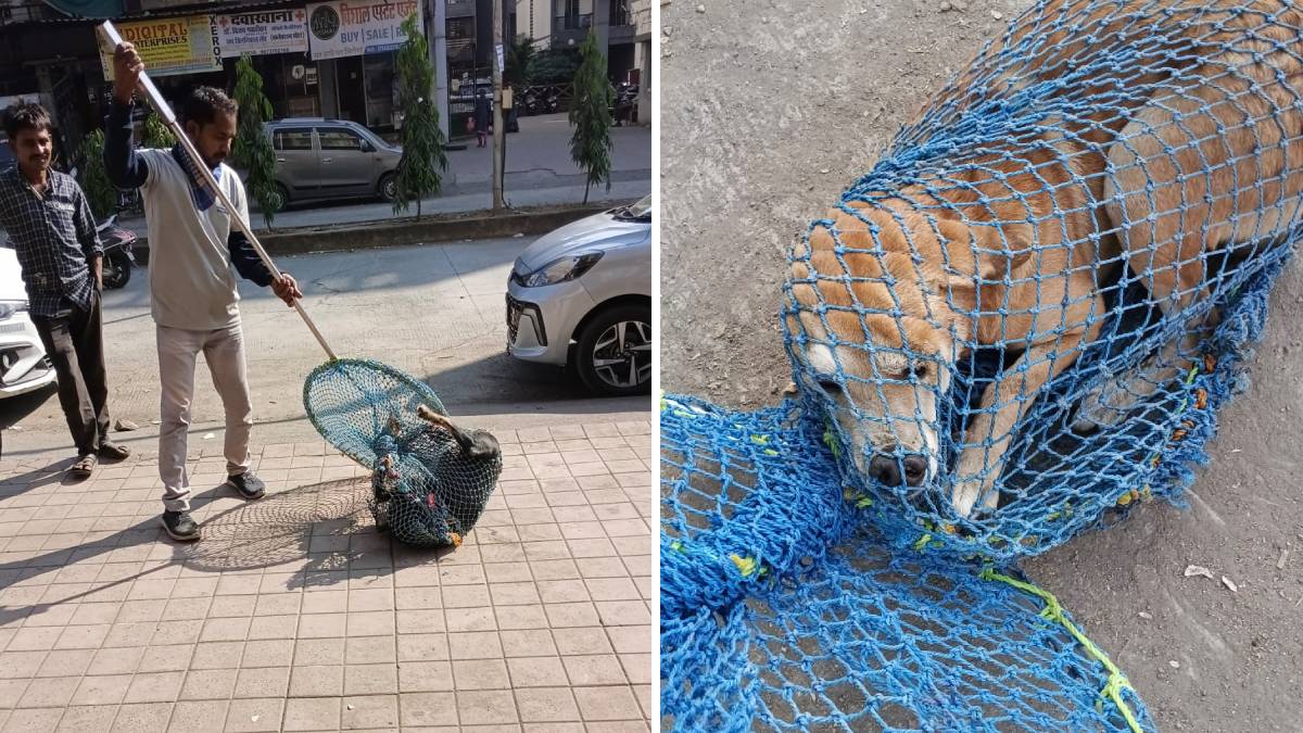 Palghar stray dogs, stray dog control, dog sterilization program, rabies vaccination dogs, Supreme Court stray dog orders, district stray dog plan, canine rabies prevention, stray dog population management,