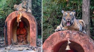 Ramdegi Temple, Hanuman temple tiger Tadoba, wildlife devotion Hanuman India, Tadoba tiger protection, tiger worship temple,