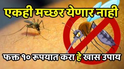 मच्छर रात्री झोपेत कडाकड चावतात? फक्त १० रूपयात करा हे खास उपाय; एकही मच्छर घराकडे फिरकणार नाही