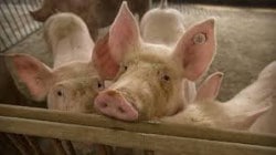 वराहांमधील आफ्रिकन स्वाइन फ्लुमुळे &#8216;रॅपिड रिस्पॉन्स&#8217; पथक तैनात; मांसविक्रीवर बंदी; १० किमी परिसर निगराणी क्षेत्र म्हणून जाहीर