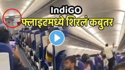IndiGO फ्लाइटमध्ये शिरलं कबुतर अन् बसलं प्रवाशांच्या थेट डोक्यावर; लोक पकडत होते पण…, VIDEO पाहून लावाल डोक्याला हात