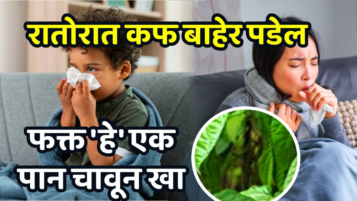 Chew betel leaf with cloves ajwain and honey to get rid of cold cough and phlegm