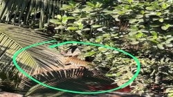 अलिबाग मधील नागावमध्ये बिबट्याचा धुमाकूळ; बिबट्याच्या हल्ल्यात चार जण जखमी