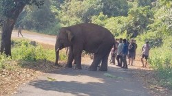 Omkar Elephant: ओंकार हत्तीचा गोव्यातून महाराष्ट्रात पुनरागमन; तिळारी खोऱ्यातील कळपात सामील होण्याची वन विभागाला आशा