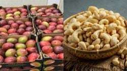 कोकणातील आंबा-काजू बागायतदारांच्या नुकसानीसाठी १५ मे रोजी मुंबईत ‘चलो मुंबई’ मोर्चा