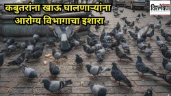 कबुतरांना खाऊ घालण्यावर प्रत्येक राज्य बंदी का घालत आहे? आरोग्य विभागाच्या इशाऱ्याने का वाढलीय चिंता?