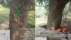 Tapovan Tree Cutting : तपोवन वृक्षतोडीचा विषय उच्च न्यायालयात, मनसेतर्फे जनहित याचिका