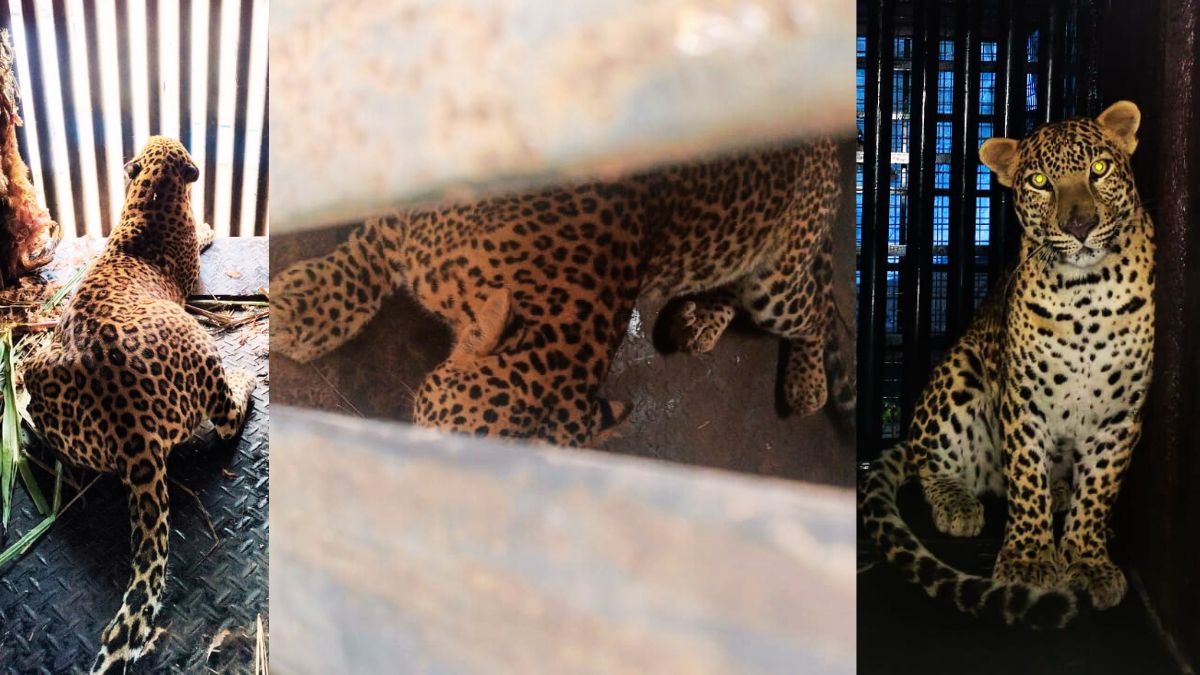 shirur-three-leopards-captured-forest-department-human-wildlife-conflict-pune