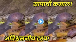 VIDEO: निसर्गाच्या नियमांपुढे विज्ञानही थक्क! डोक्यापेक्षा मोठं अंडं सापाने गिळलं; पुढे जे घडलं, ते पाहून सगळेच दंग