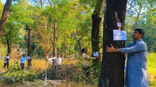Trees cut down in the psychiatric hospital area even before objections; Environmentalists angry; Warning of protest over tree felling