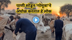 हे काय वेगळंच! पाणी सोडून ‘गोमूत्रा’ने अंघोळ करतात हे लोक, कारण ऐकून विश्वास बसणार नाही, पाहा Viral Video