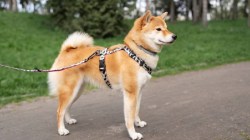 Uttar Pradesh : धक्कादायक! पाळीव कुत्र्याचा आजार बरा होत नसल्याने दोन बहिणींनी संपवलं जीवन, घटनेने एकच खळबळ