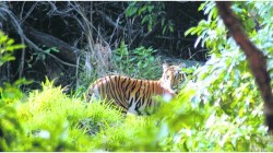 वन्यजीव संरक्षण संस्थेकडूनच कायद्याचे उल्लंघन