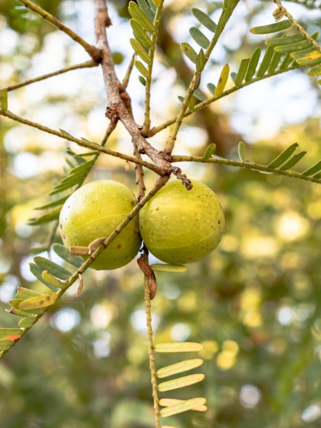 Winter 2025 Immunity Boost Food