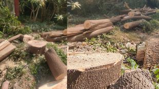 andheri-illegal-tree-cutting-environment-activists-demand-action-mumbai