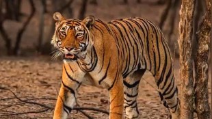 Pench to Sahyadri tiger translocation Lado tigress journey
