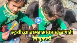 बापरे! चिमुकलीने चक्क म्हशीच्या वासराचे दात घासले… VIDEO झाला व्हायरल, नेटकरी करतायत कमेंट्स