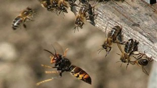 Man dies after bee attack at hanuman temple at Ballarpur visapur