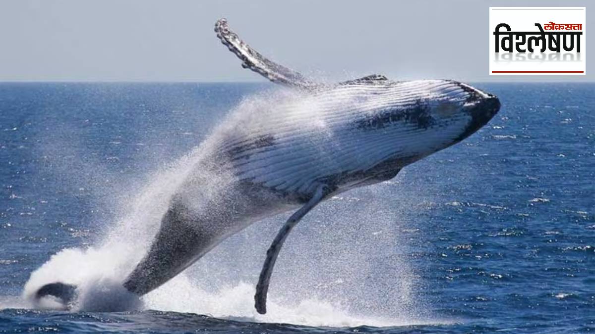 Blue whales may be getting bigger due to the marine environment