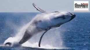 Blue whales may be getting bigger due to the marine environment