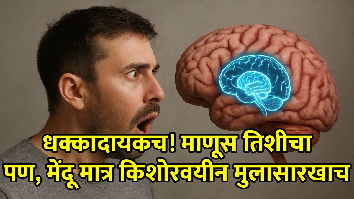 human brain development stages