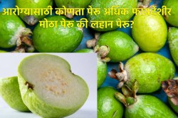 लहान पेरू की मोठा पेरू जास्त फायदेशीर आहे? लहान पेरूचे आरोग्यावर कसे परिणाम होतात?