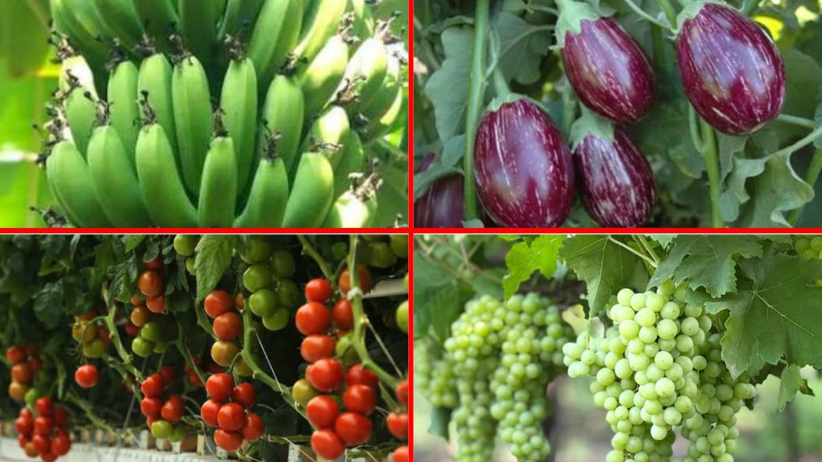 Temperatures reaching record lows are likely to cause major damage to many crops, including grapes