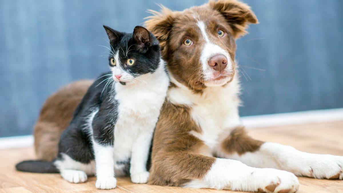 license for keeping dogs and cats
