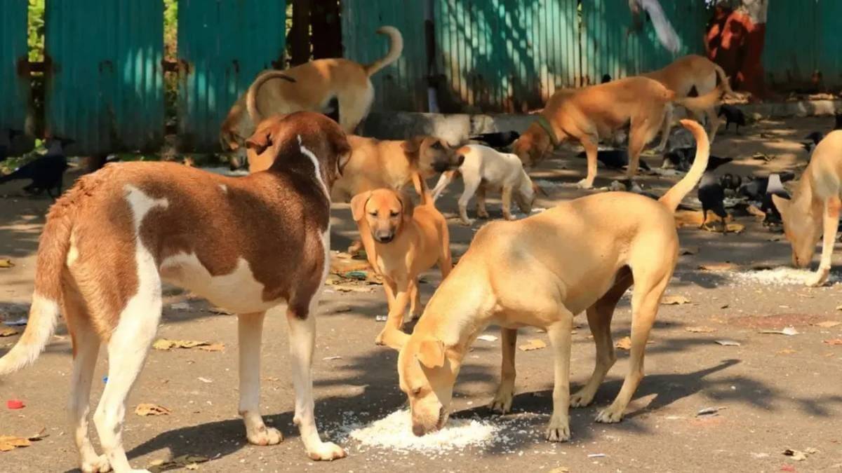 Stray dogs Feeding news