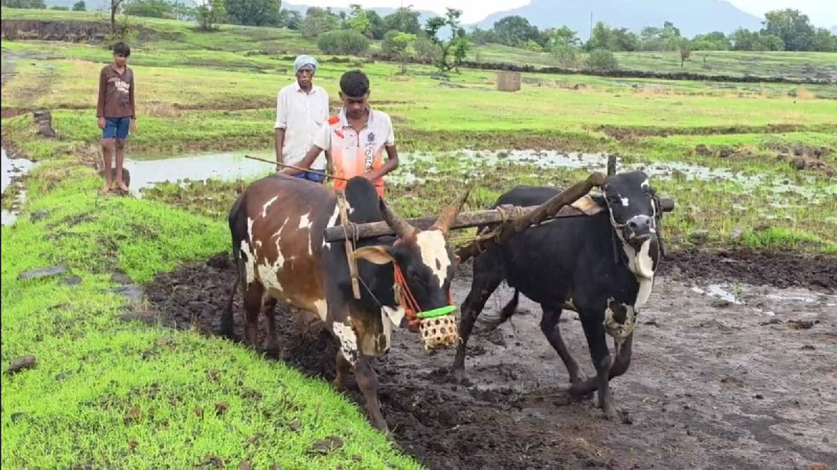 Kharif suffers, hope for Rabi; 63.81 percent sowing completed in Raigad