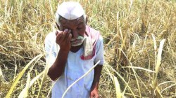 जगण्यासाठी शेतकऱ्याची किडनी विक्री; सरकार म्हणते योजनांसाठी निधी अपुरा